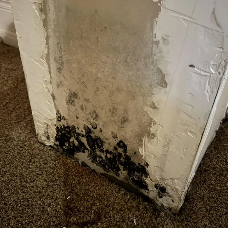 Professional Mold Removal in Simpsonville, KY